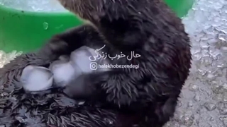 دستاشو نگااا خودایااااا=))))