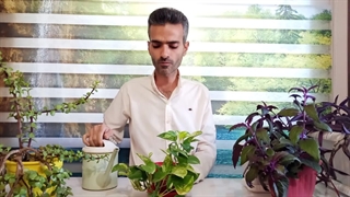 آب قابل جذب برای گیاهان آپارتمانی