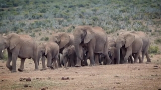 Verbes d’action - Avec des jouets dinosaures