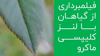 فیلمبرداری از گیاهان باغچه با لنز کلیپسی ماکرو