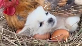 مادر در هر کالبدی مادر است