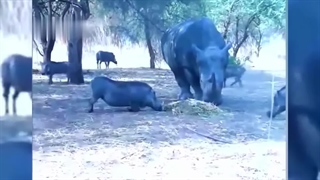 وقتی حیوانات شورش می‌کنند