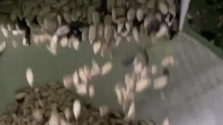 تخمه آفتابگردان دستگاه پوستکن تخمه آفتابگردان