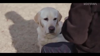 سریال سگ همه چیزو میدونه قسمت11زیرنویس