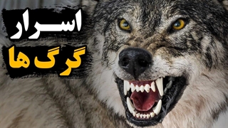 رازها و اسرار باور نکردنی گرگ ها که نشنیده اید!
