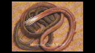 Cryptids and Paranormal Creatures