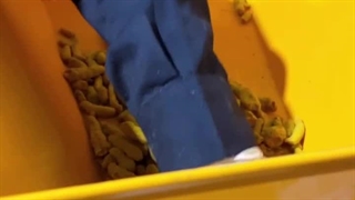 آسیاب زردچوبه با دستگاه آسیاب صنعتی اسوه صنعت اصفهان 09138900047