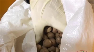 آسیاب جوز هندی با دستگاه آسیاب صنعتی اسوه صنعت 09138900047