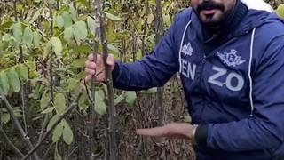 گردو ژنوتیپ پویا