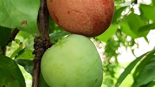 تابستان ۴۰۳