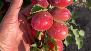 زردآلو قرمز