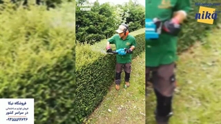 شمشاد زن - نیکاکورپ