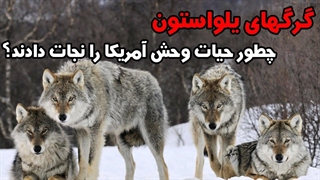 داستان گرگ هایی که حیوانات پارک ملی یلواستون را نجات دادند|