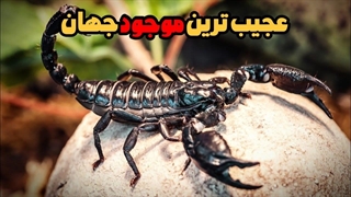 راز های باور نکردنی دنیای عقرب ها