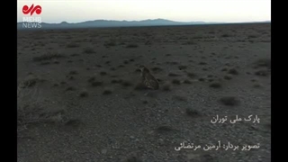 تصاویر یک قلاده یوزپلنگ در توران شاهرود