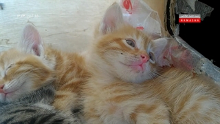 بچه گربه‌های ملوس من | ۱۵ آبان ۱۴۰۳