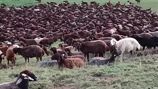 اخبار قیمت دام زنده