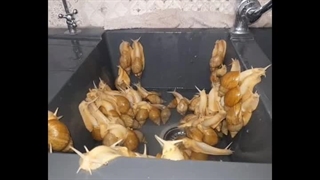 اهورا اتریسا حلزون لرستان