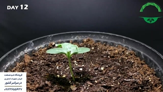 کاشت هندوانه - شید صنعت