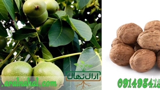 خرید نهال گردو