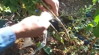 آموزش پیوند زدن نهال