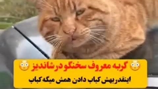 گربه سخنگو کباب میخاد