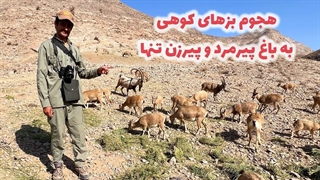 هجوم حیات وحش به باغ پیرمرد و پیرزن تنها و فنس کشی باغ توسط دوستداران محیط زیست 