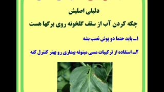بیماری خطرناک لکه باکتریایی فلفل در گلخانه
