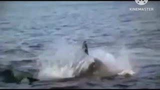 The Great White Shark OST Genocide