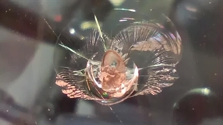 ترمیم شیشه اتومبیل ، چسب شکستگی شیشه ماشین 09386666514