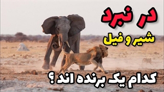در نبرد شیر و فیل، کدام یک برنده اند ؟|مستندحیات وحش|حیوانات|رازبقا|شیر|فیل|نبردحیوانات