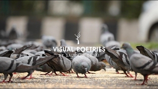 غذا دادن به کبوترها را متوقف کنید، دلایل علمی وجود دارد