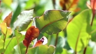 بذر پسته بادامی زرندی