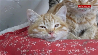 بچه‌گربه‌های ما در سن سه ماهگی | ۱۱ دی ۱۴۰۳