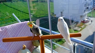 رمزگشایی از صدای عروس هلندی: چه پیامی در آوازشان نهفته است؟