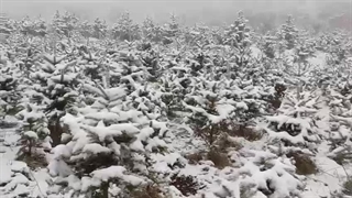 کاج نوئل آبی 09121887258