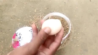 چگونه بدون دستگاه جوجه کشی از تخم مرغ جوجه تولید کنیم ؟