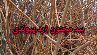 بید مجنون زرد پیوندی