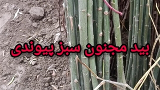 بید مجنون سبز پیوندی