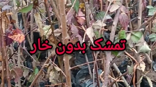 نهال تمشک بدون خار