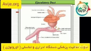 شرایط ثبت درخواست معافیت پزشکی بیماری های دستگاه ادراری تناسلی