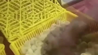 شغل های پردرآمد خانگی بدون سرمایه ( لینک در پایین )