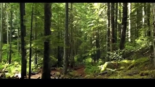 تصنیف چشمه ی می