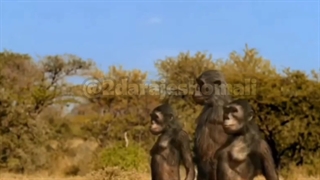 نظریه فرگشت و داروین