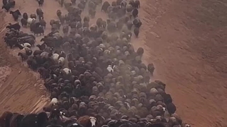 احتمال افزایش قیمت دام زنده