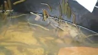 پرورش زالو در پلی تانک ها (جزیره سازی مرکز) | صنعت زالو ایران