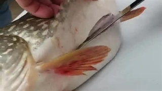 ببینید  چی از تو شکم ماهی در میاره