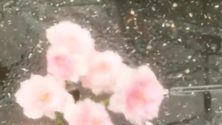 ...I love flowers when the sun's rays shine on their cheeks and gently touch them