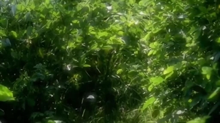 ...Nature is my healing, so I embrace it☘