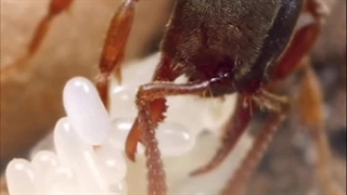 کاربرد دستگاه‌های دفع حشرات در مراکز خرید و فروشگاه‌های زنجیره‌ای